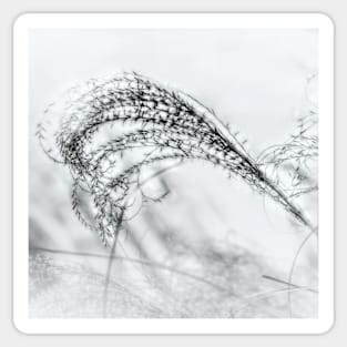 Ornamental Grass Black And White photograph Sticker